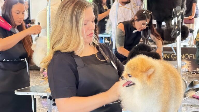 Competencia de grooming con Consentidos Pet, foto 12 de 33