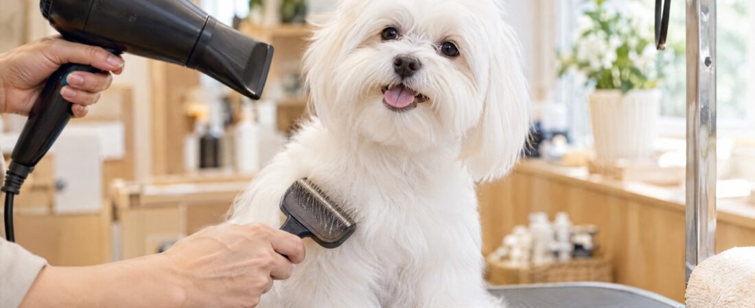 Grooming para perros: por qué es clave para su salud